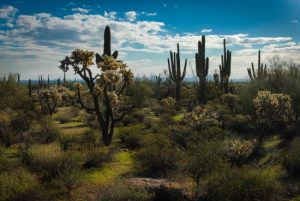 Az arizonai sivatag - don Juan világa